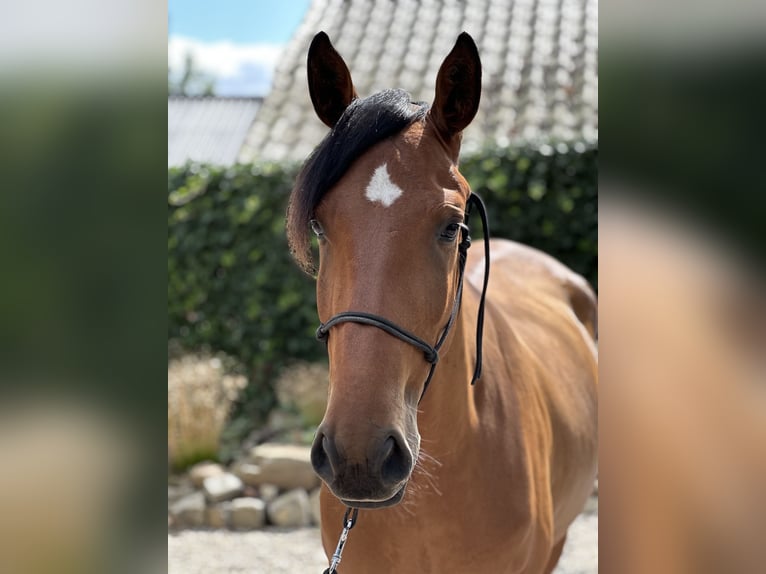 Lusitanos Caballo castrado 3 años 164 cm Castaño claro in Geleen
