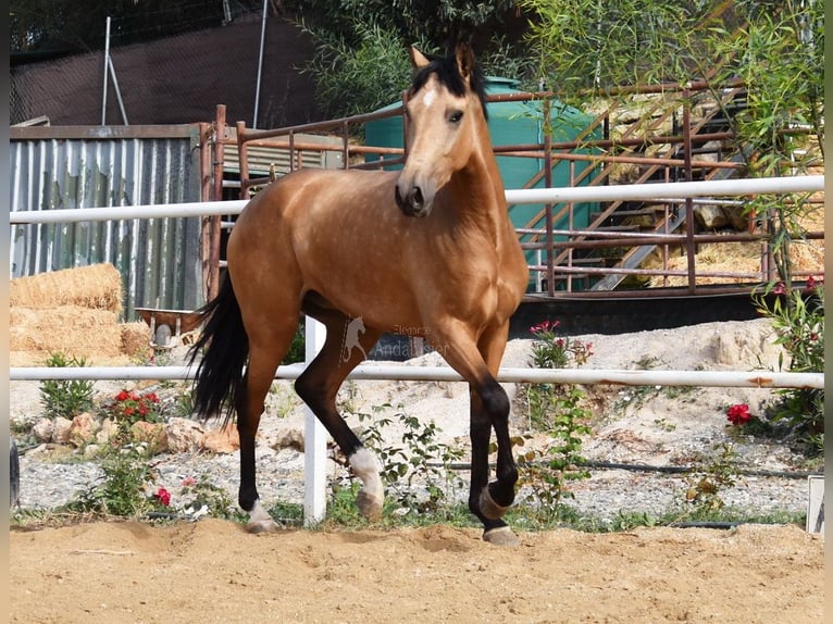 Lusitanos Caballo castrado 3 años 165 cm Bayo in Provinz Malaga