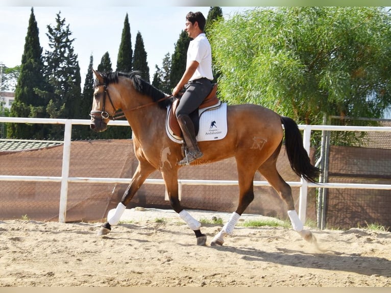 Lusitanos Caballo castrado 3 años 165 cm Bayo in Provinz Malaga