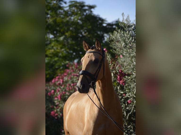 Lusitanos Caballo castrado 3 años 165 cm Buckskin/Bayo in &#xC1;gua Derramada