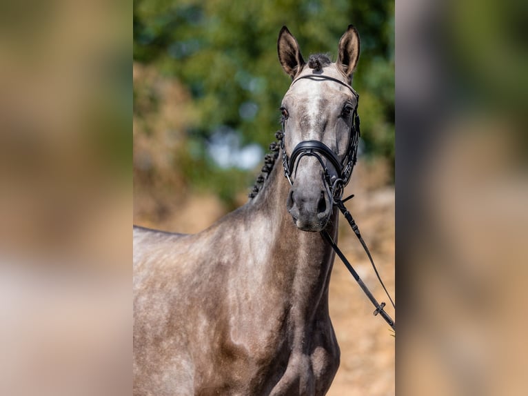 Lusitanos Caballo castrado 3 años 165 cm Musgo in Rudelzhausen