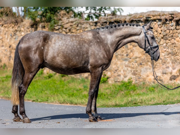 Lusitanos Caballo castrado 3 años 165 cm Musgo in Rudelzhausen