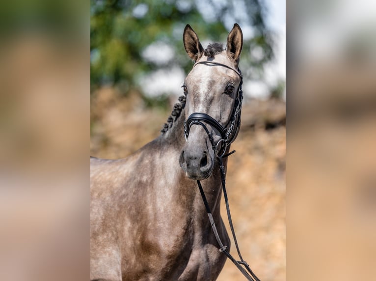 Lusitanos Caballo castrado 3 años 165 cm Musgo in Rudelzhausen