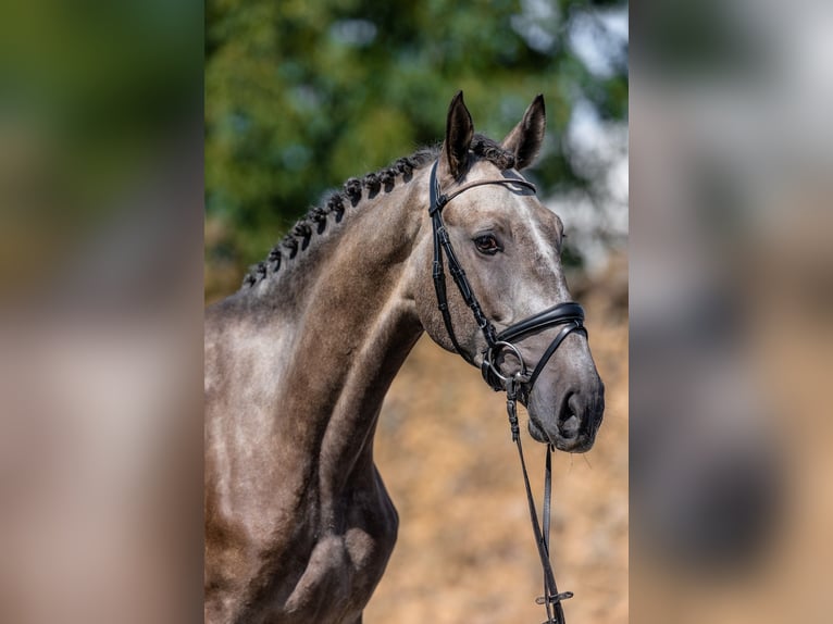 Lusitanos Caballo castrado 3 años 165 cm Musgo in Rudelzhausen