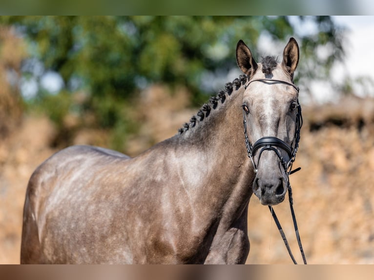 Lusitanos Caballo castrado 3 años 165 cm Musgo in Rudelzhausen