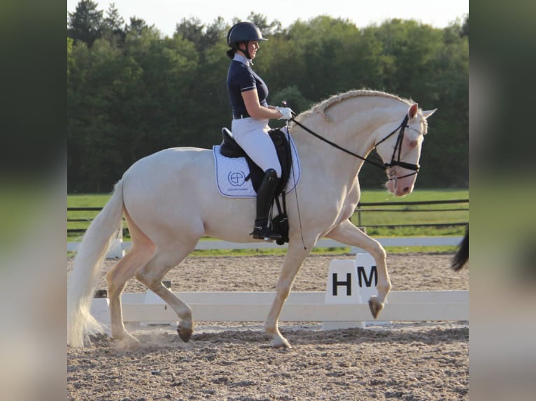 Lusitanos Caballo castrado 3 años 165 cm Musgo in Rudelzhausen