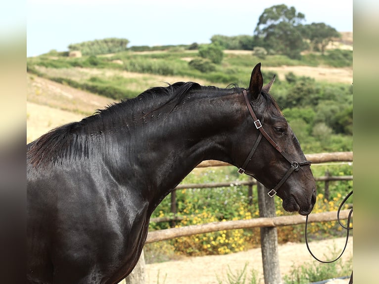Lusitanos Caballo castrado 3 años 165 cm Negro in Ribamar