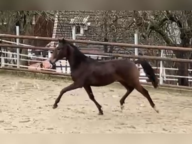 Lusitanos Mestizo Caballo castrado 3 años 167 cm Castaño oscuro in Amlikon-Bissegg