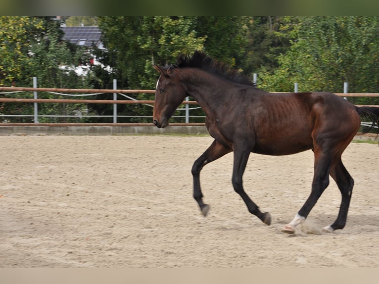 Lusitanos Mestizo Caballo castrado 3 años 167 cm Castaño oscuro in Amlikon-Bissegg