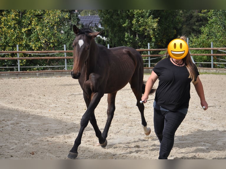 Lusitanos Mestizo Caballo castrado 3 años 167 cm Castaño oscuro in Amlikon-Bissegg