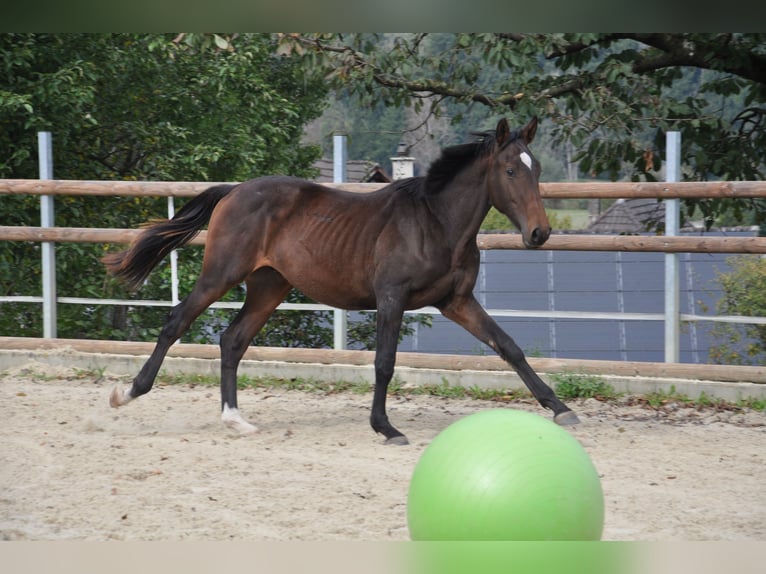 Lusitanos Mestizo Caballo castrado 3 años 167 cm Castaño oscuro in Amlikon-Bissegg