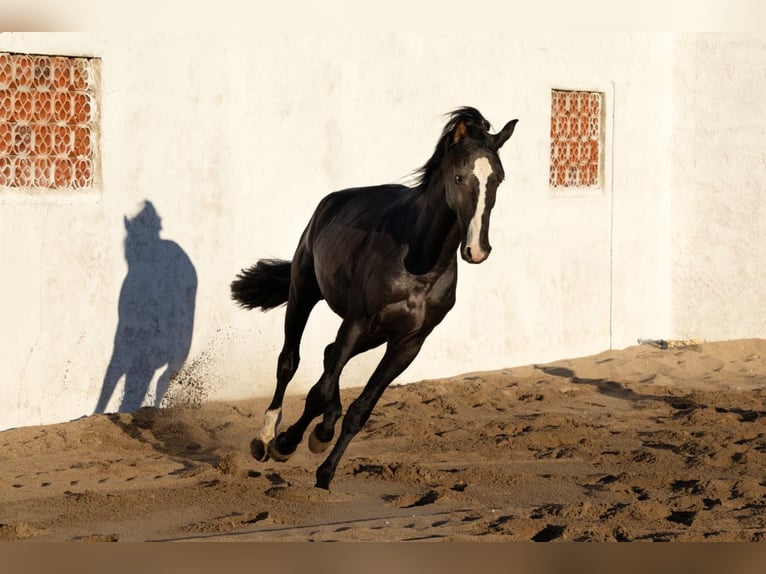 Lusitanos Mestizo Caballo castrado 3 años 170 cm Negro in Rio Maior