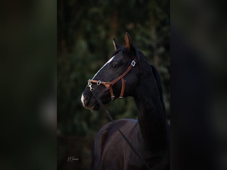 Lusitanos Mestizo Caballo castrado 3 años 170 cm Negro in Rio Maior