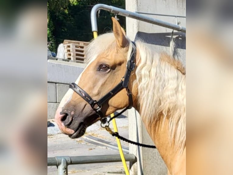 Lusitanos Mestizo Caballo castrado 3 años in Küssaberg