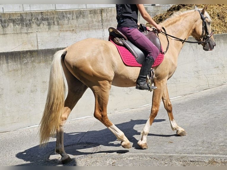 Lusitanos Mestizo Caballo castrado 3 años in Küssaberg