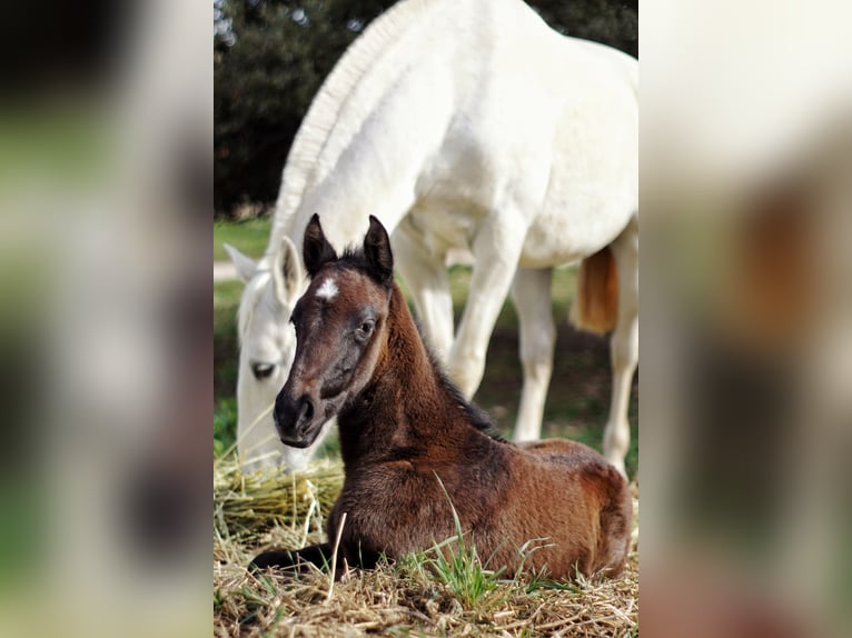 Lusitanos Caballo castrado 3 años Tordo in El gastor