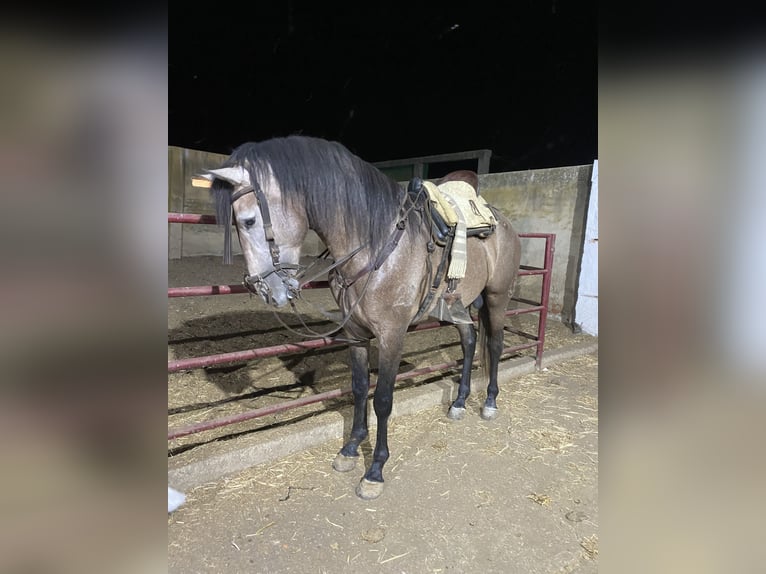 Lusitanos Caballo castrado 3 años Tordo rodado in Lepe Huelva