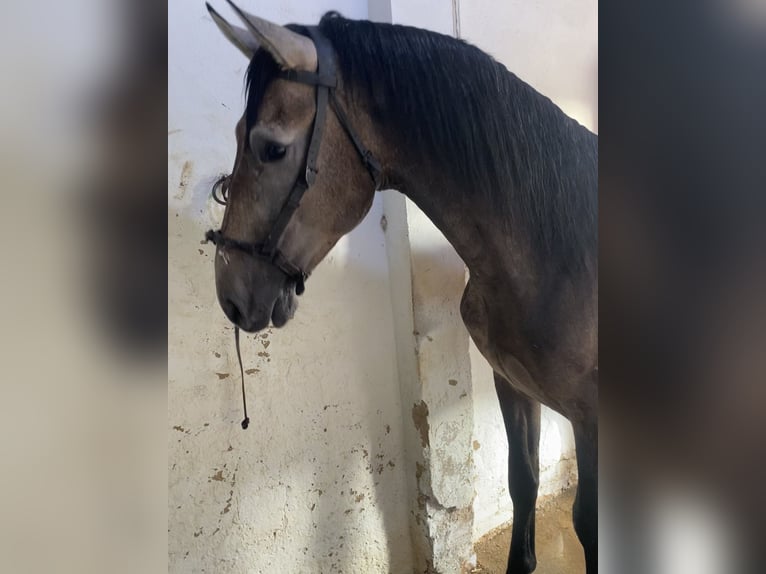 Lusitanos Caballo castrado 3 años Tordo rodado in Lepe Huelva