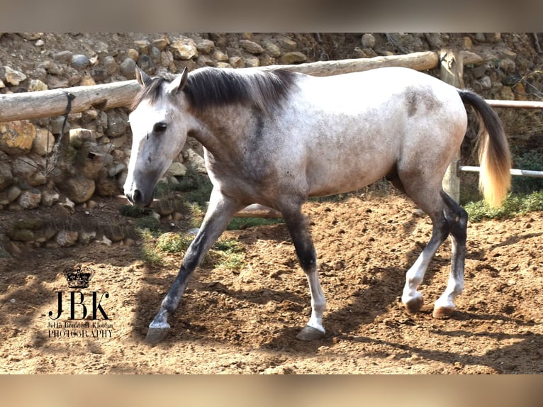 Lusitanos Mestizo Caballo castrado 4 años 151 cm Tordo in Tabernas Almeria