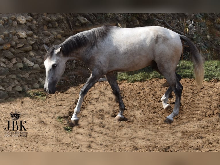 Lusitanos Mestizo Caballo castrado 4 años 151 cm Tordo in Tabernas Almeria