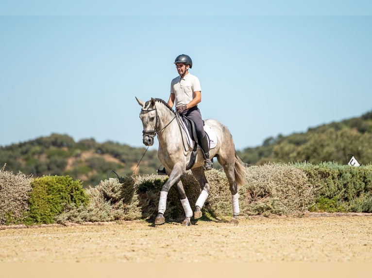 Lusitanos Caballo castrado 4 años 154 cm Tordo rodado in Montecorto, Provinz Malaga