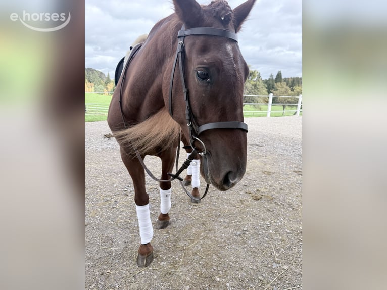 Lusitanos Caballo castrado 4 años 155 cm Alazán-tostado in Koppl