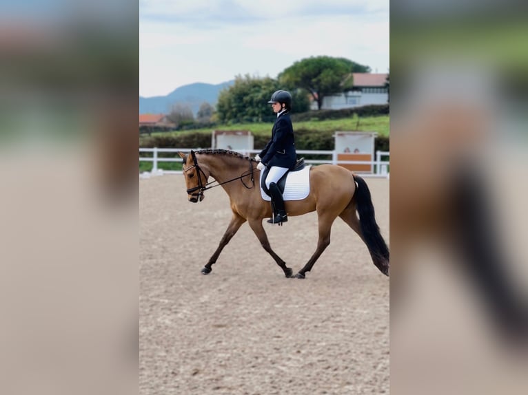 Lusitanos Caballo castrado 4 años 155 cm Bayo in Valle de Trapaga