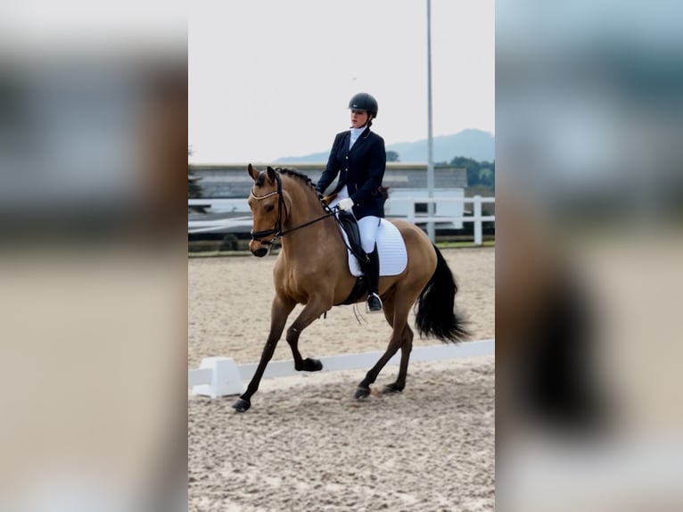 Lusitanos Caballo castrado 4 años 155 cm Bayo in Valle de Trapaga