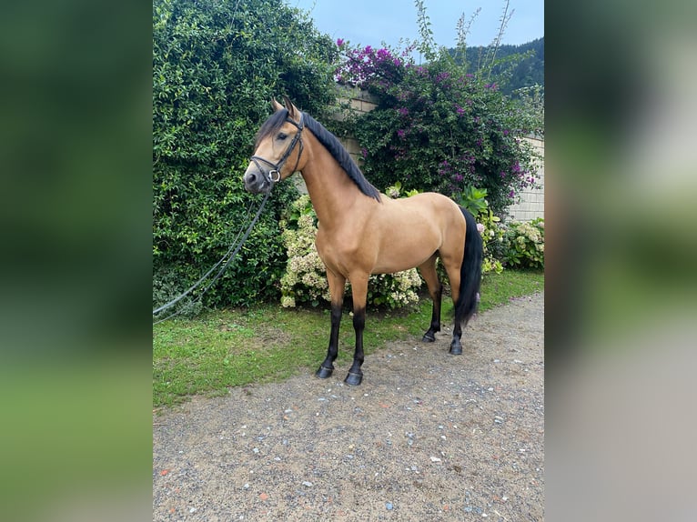 Lusitanos Caballo castrado 4 años 155 cm Bayo in Valle de Trapaga