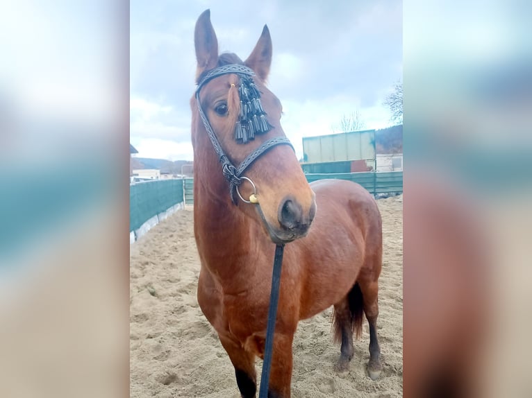 Lusitanos Mestizo Caballo castrado 4 años 155 cm Castaño rojizo in Tuttlingen