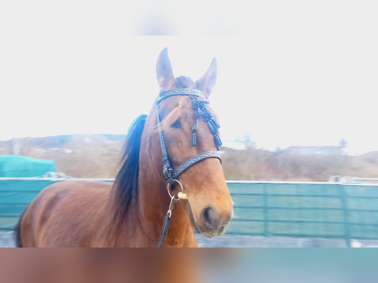 Lusitanos Mestizo Caballo castrado 4 años 155 cm Castaño rojizo in Tuttlingen
