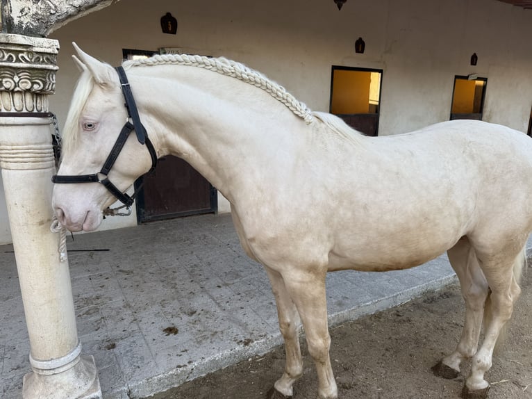 Lusitanos Mestizo Caballo castrado 4 años 155 cm Perlino in Villajoyosa