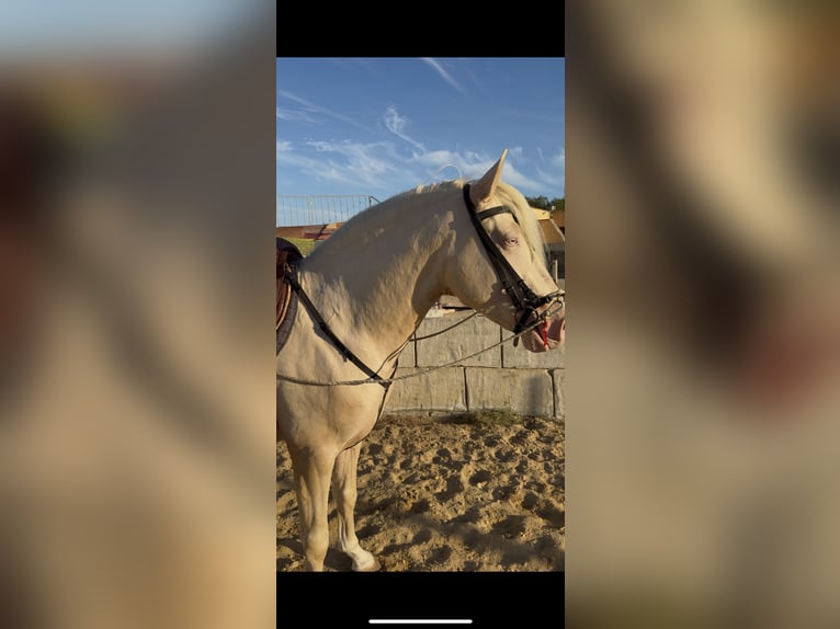 Lusitanos Mestizo Caballo castrado 4 años 155 cm Perlino in Villajoyosa