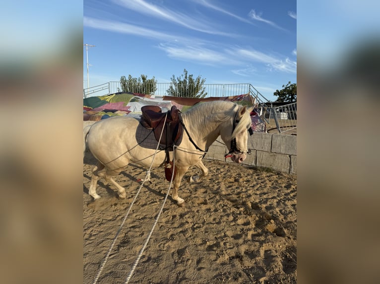 Lusitanos Mestizo Caballo castrado 4 años 155 cm Perlino in Villajoyosa