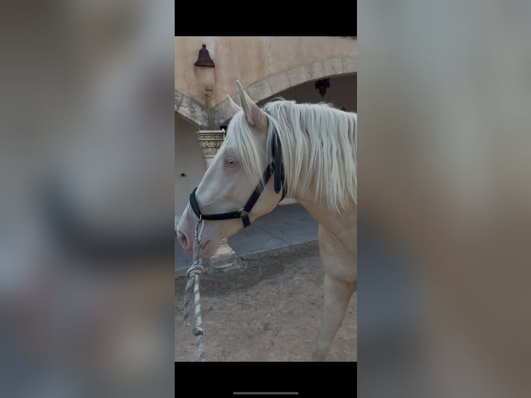 Lusitanos Mestizo Caballo castrado 4 años 155 cm Perlino in Villajoyosa