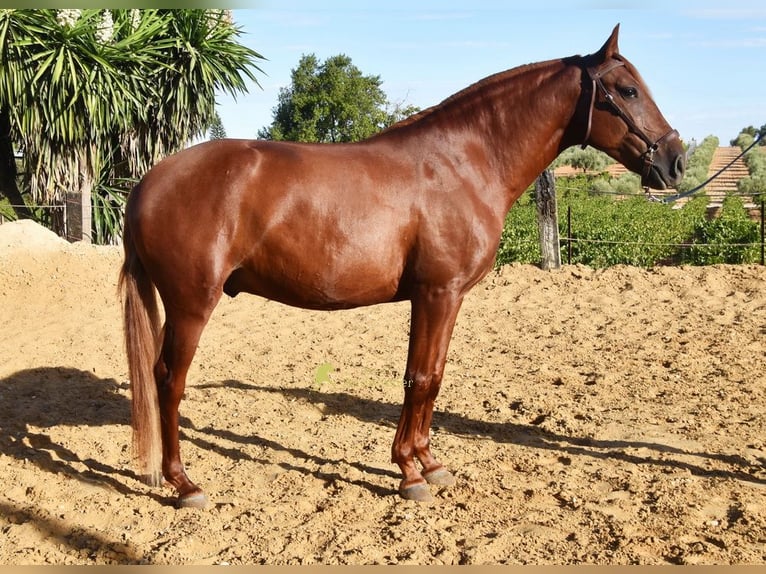 Lusitanos Caballo castrado 4 años 157 cm Alazán in Provinz Cordoba