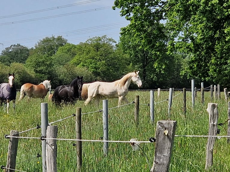 Lusitanos Mestizo Caballo castrado 4 años 157 cm Cremello in Hohenfelde