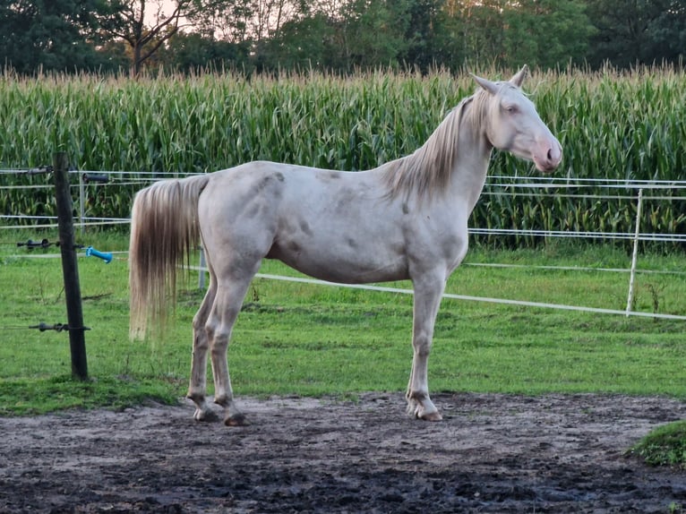 Lusitanos Mestizo Caballo castrado 4 años 157 cm Cremello in Hohenfelde