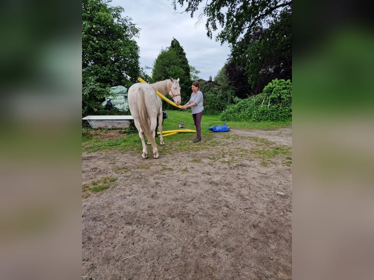 Lusitanos Mestizo Caballo castrado 4 años 157 cm Cremello in Hohenfelde