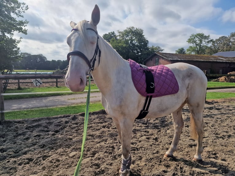 Lusitanos Mestizo Caballo castrado 4 años 157 cm Cremello in Hohenfelde