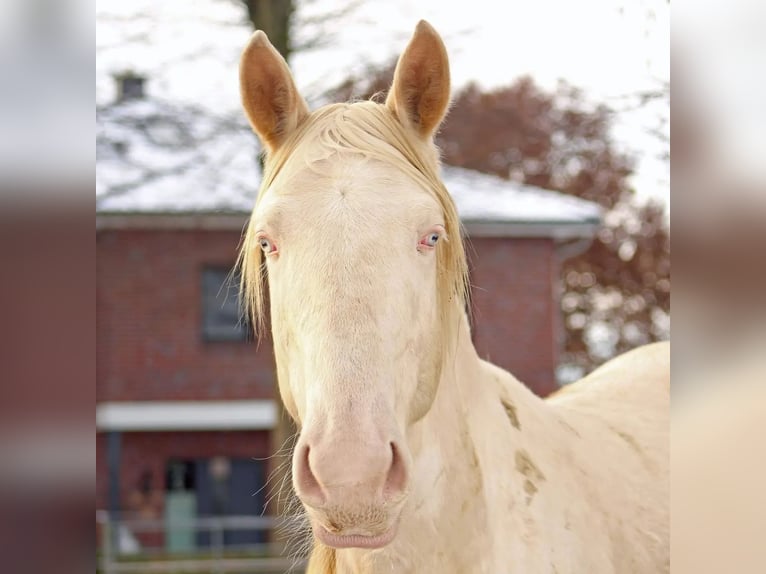 Lusitanos Mestizo Caballo castrado 4 años 157 cm Cremello in Hohenfelde