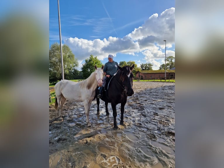 Lusitanos Mestizo Caballo castrado 4 años 157 cm Cremello in Hohenfelde