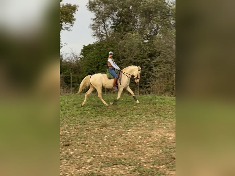 Lusitanos Caballo castrado 4 años 157 cm Cremello in Arles