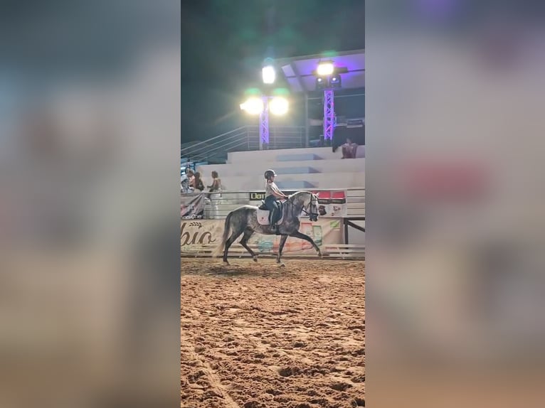 Lusitanos Caballo castrado 4 años 157 cm Tordo in Almancil