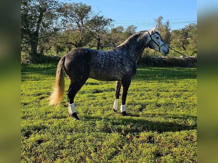 Lusitanos Caballo castrado 4 años 157 cm Tordo in Almancil