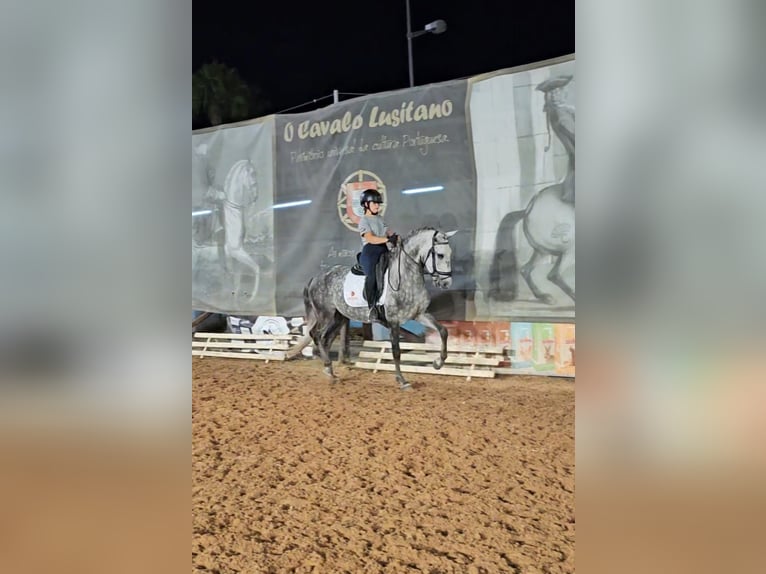 Lusitanos Caballo castrado 4 años 157 cm Tordo in Almancil