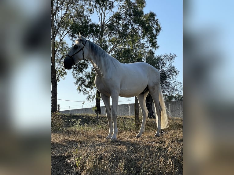 Lusitanos Caballo castrado 4 años 157 cm Tordo in Casal do Ralha