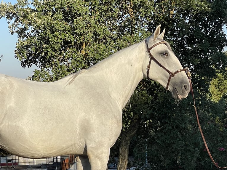 Lusitanos Caballo castrado 4 años 157 cm Tordo in Casal do Ralha