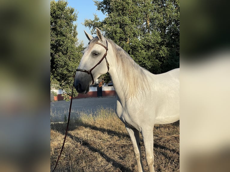 Lusitanos Caballo castrado 4 años 157 cm Tordo in Casal do Ralha