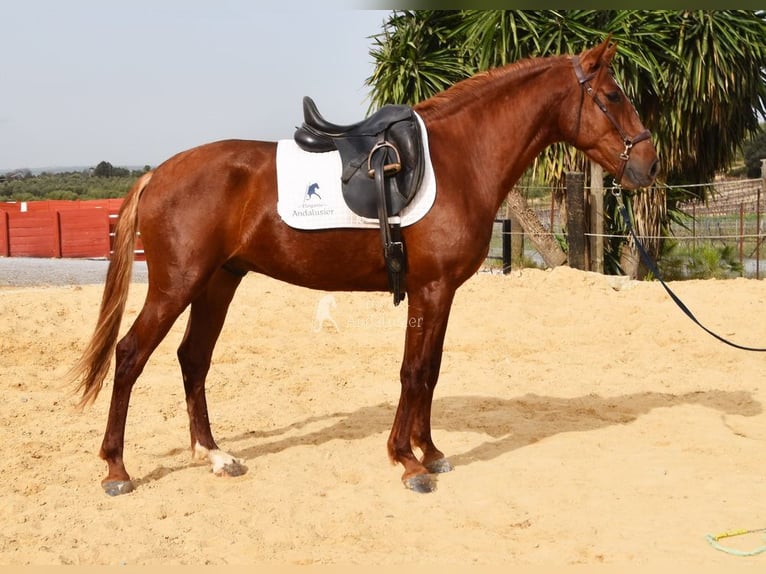 Lusitanos Caballo castrado 4 años 158 cm Alazán in Provinz Cordoba